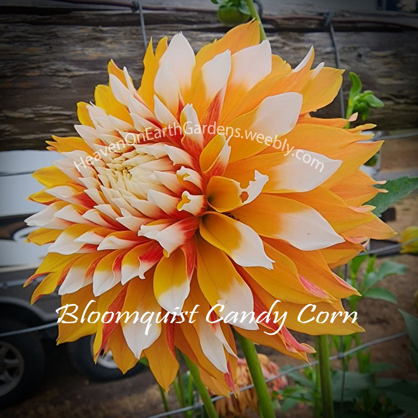 Bloomquist Candy Corn