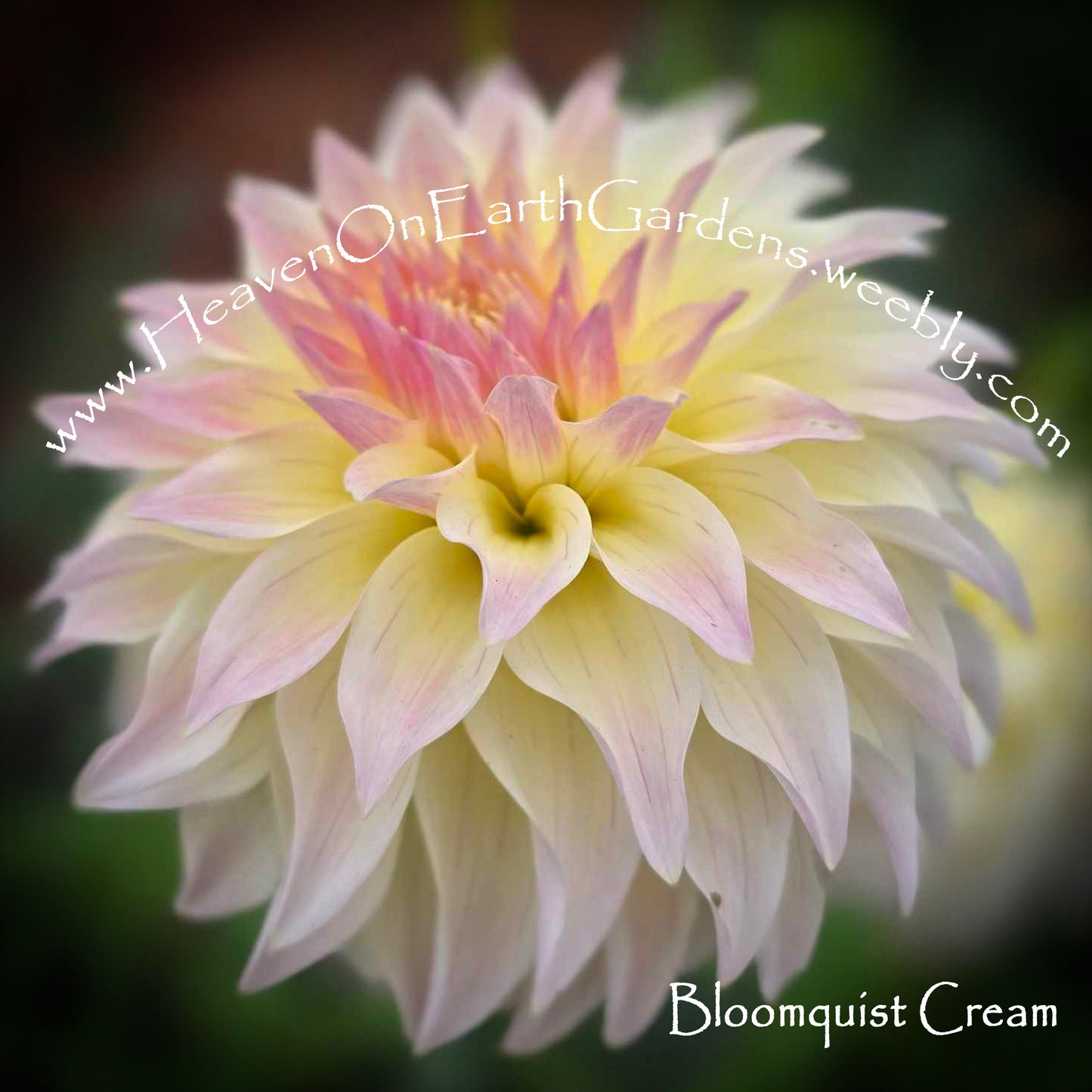 Bloomquist Cream