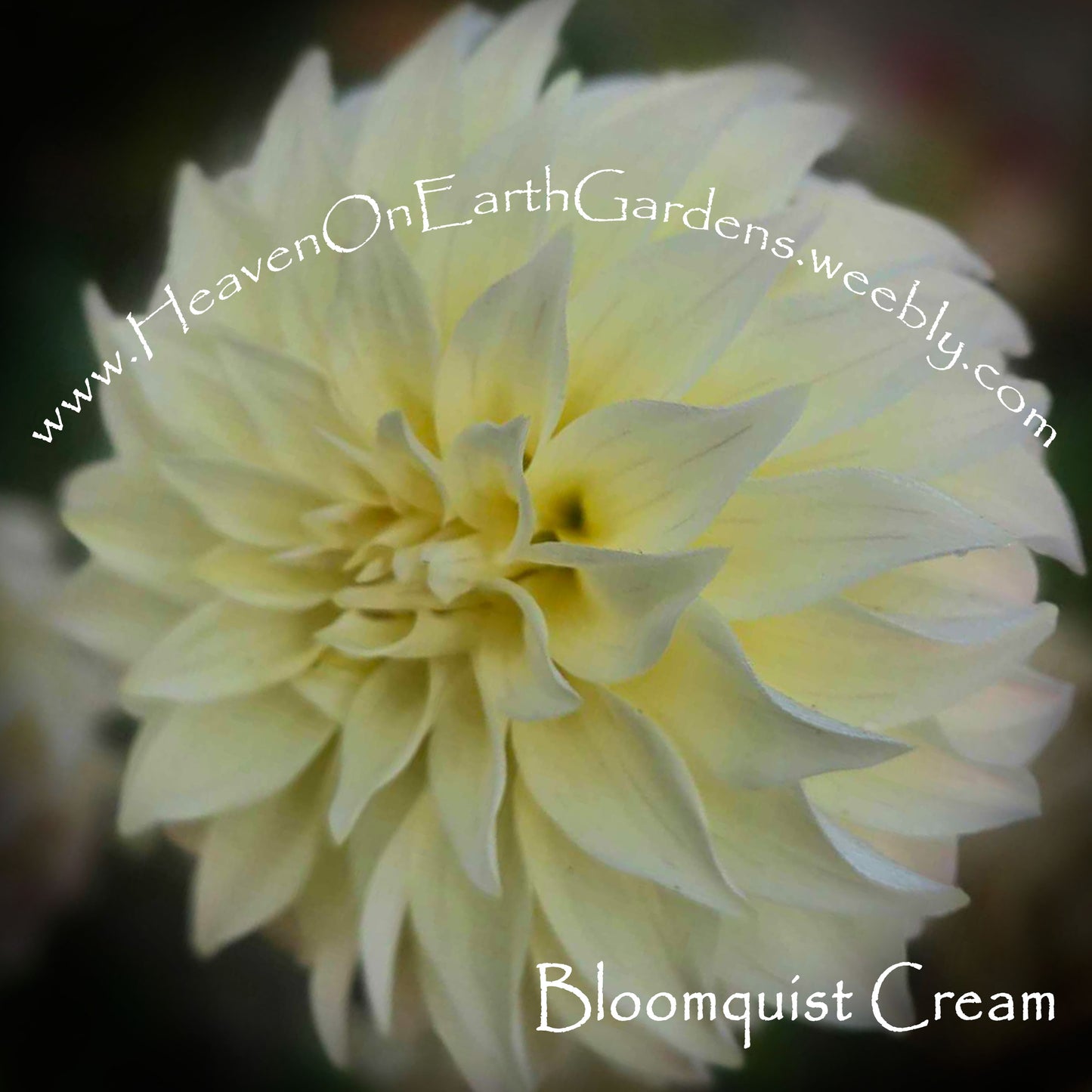 Bloomquist Cream