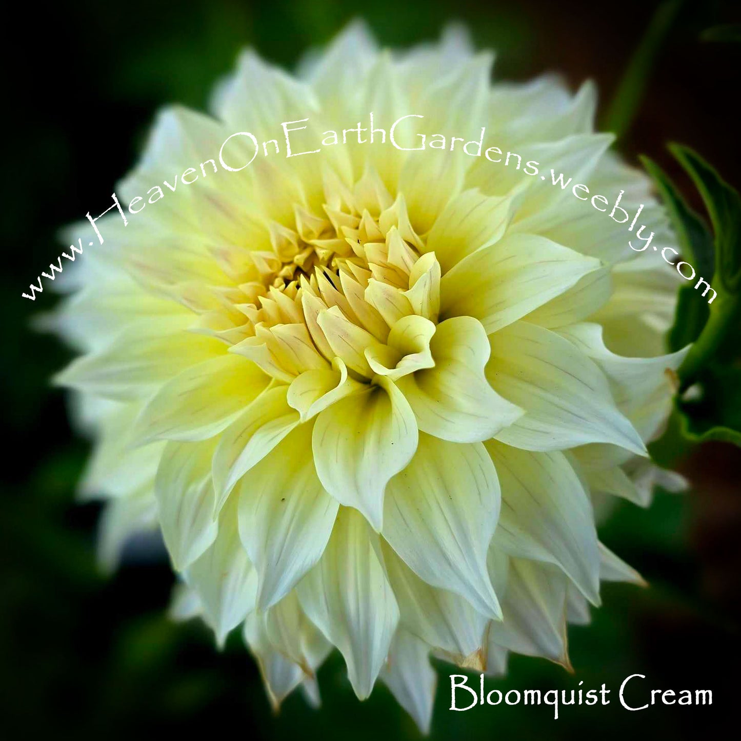 Bloomquist Cream