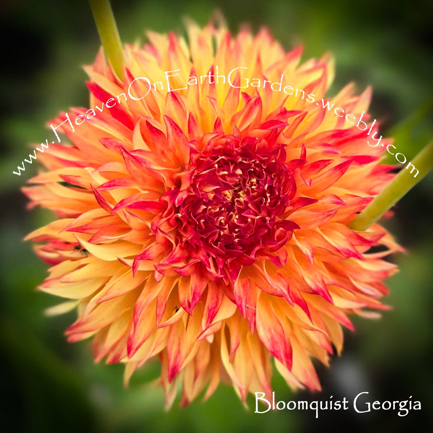 Bloomquist Georgia C