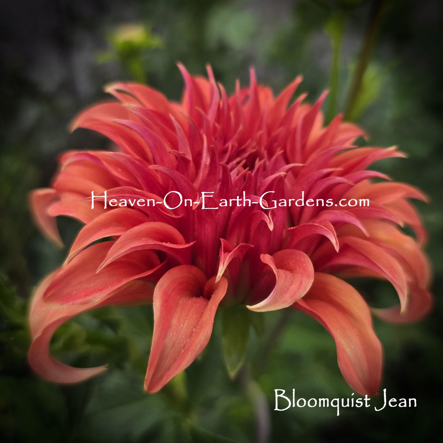 Bloomquist Jean