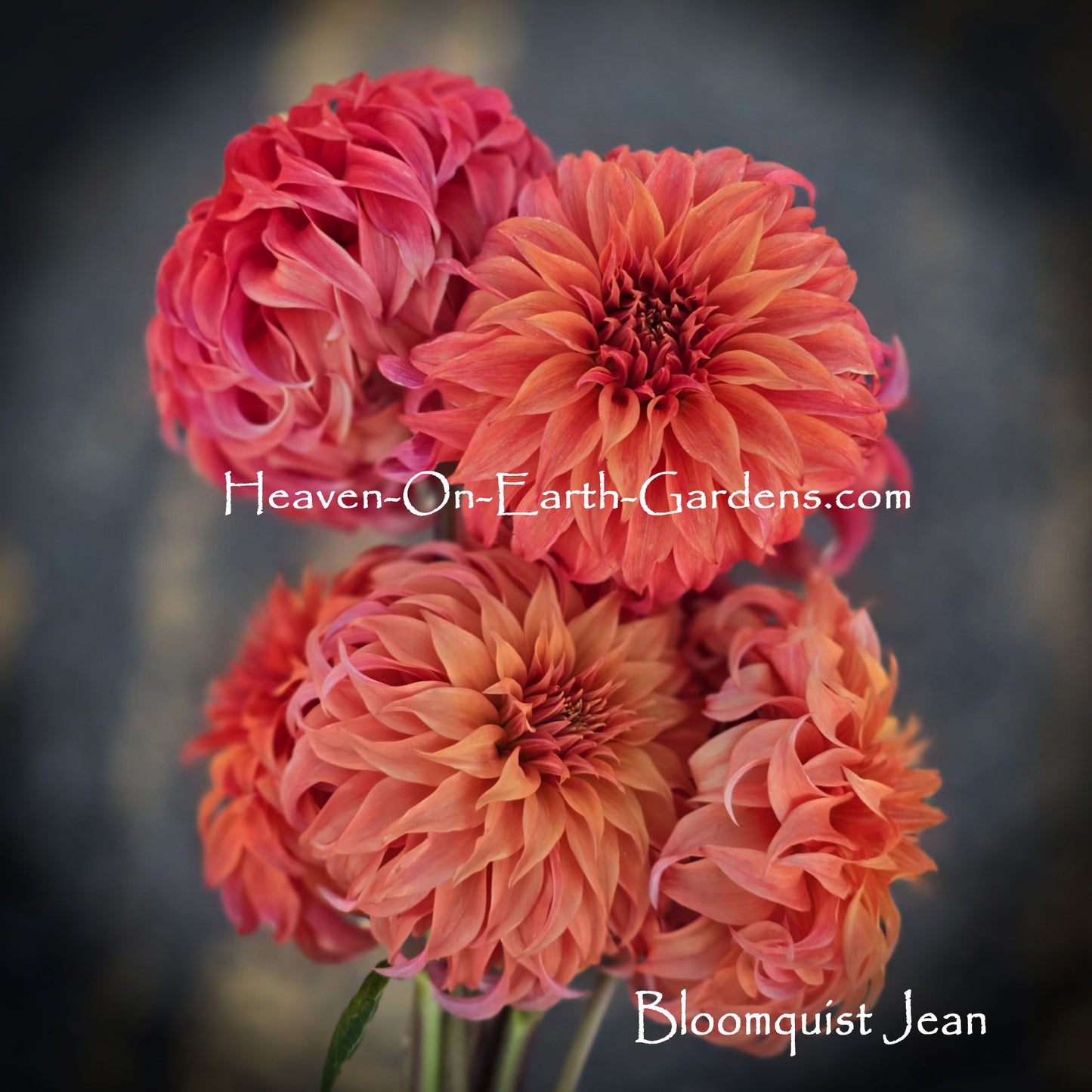 Bloomquist Jean