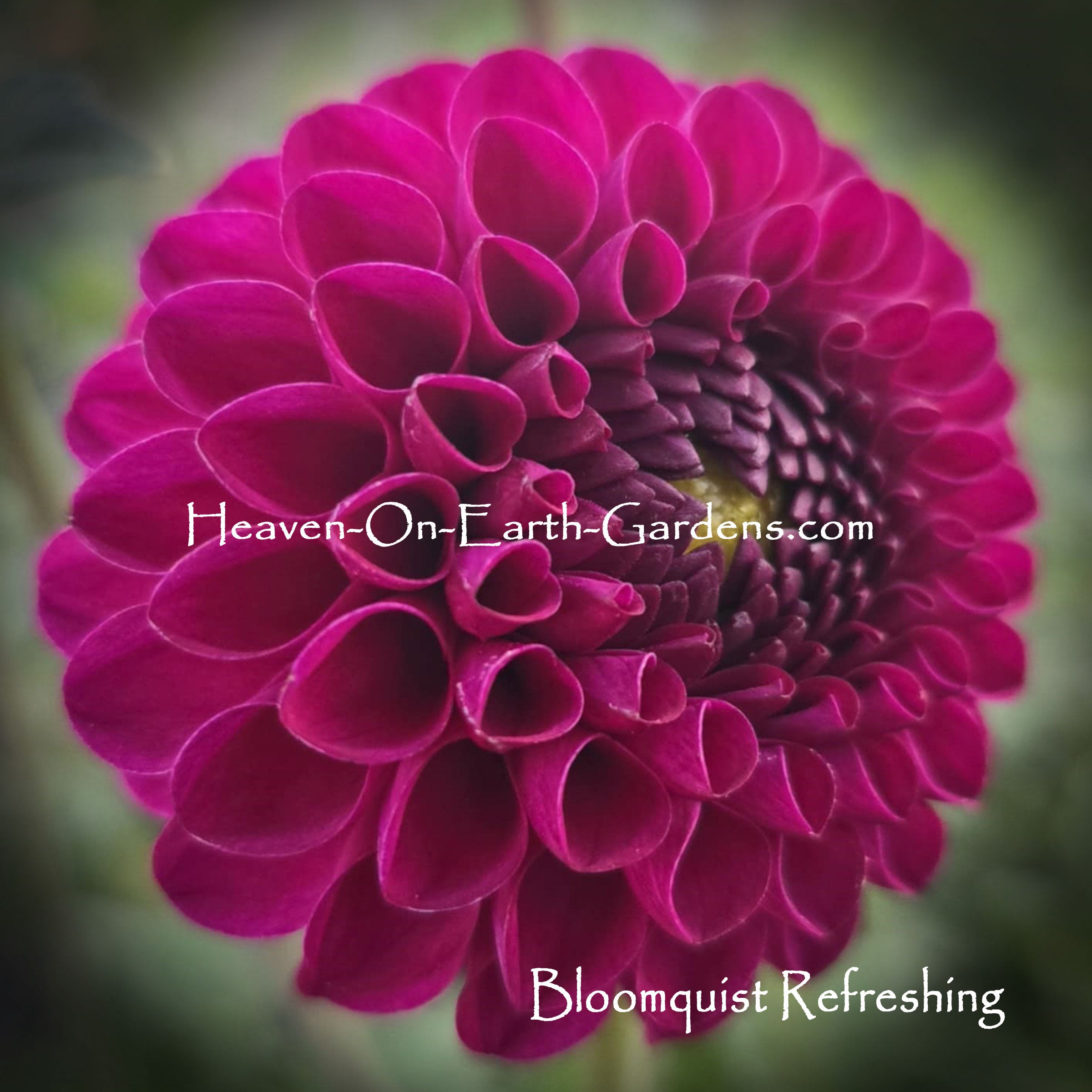Bloomquist Refreshing – Heaven On Earth Gardens