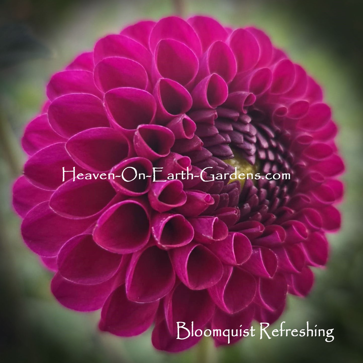 Bloomquist Refreshing