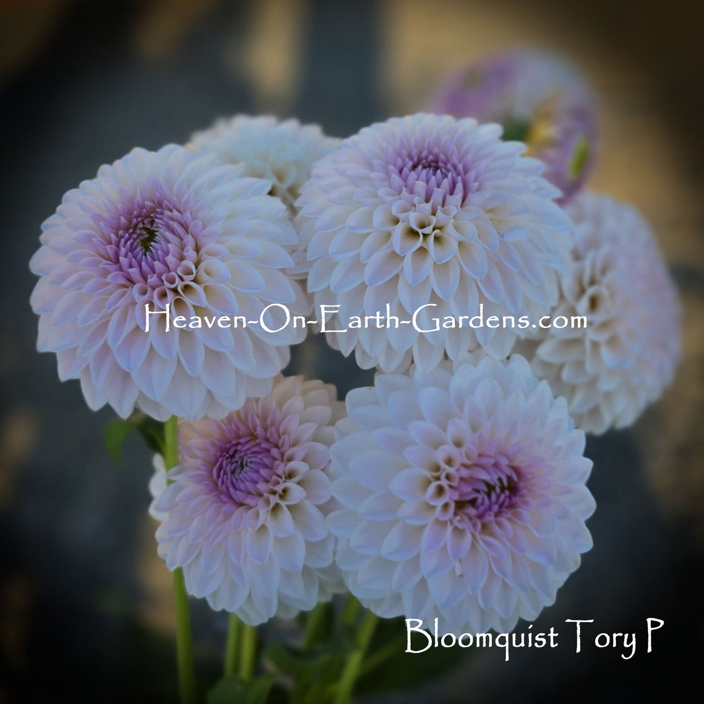 Bloomquist Tory P