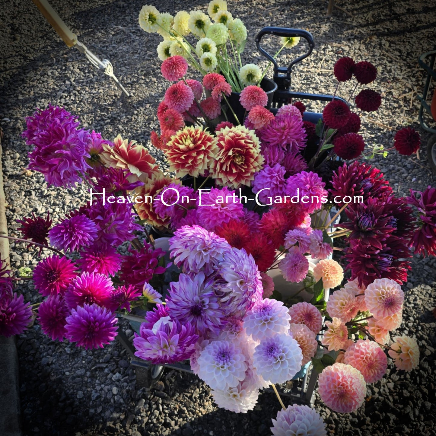 Grower's Choice