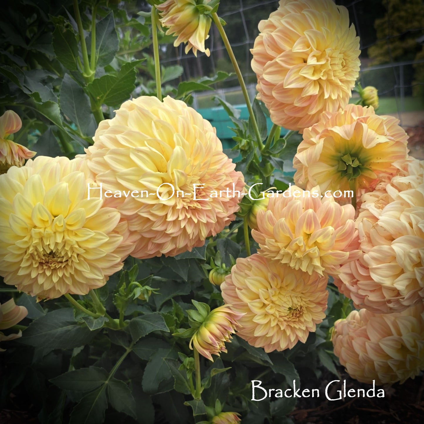 Bracken Glenda