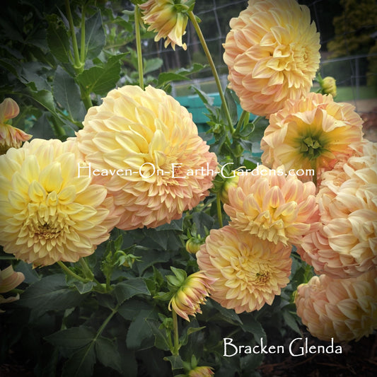 Bracken Glenda