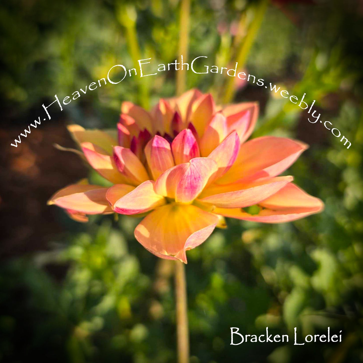 Bracken Lorelei