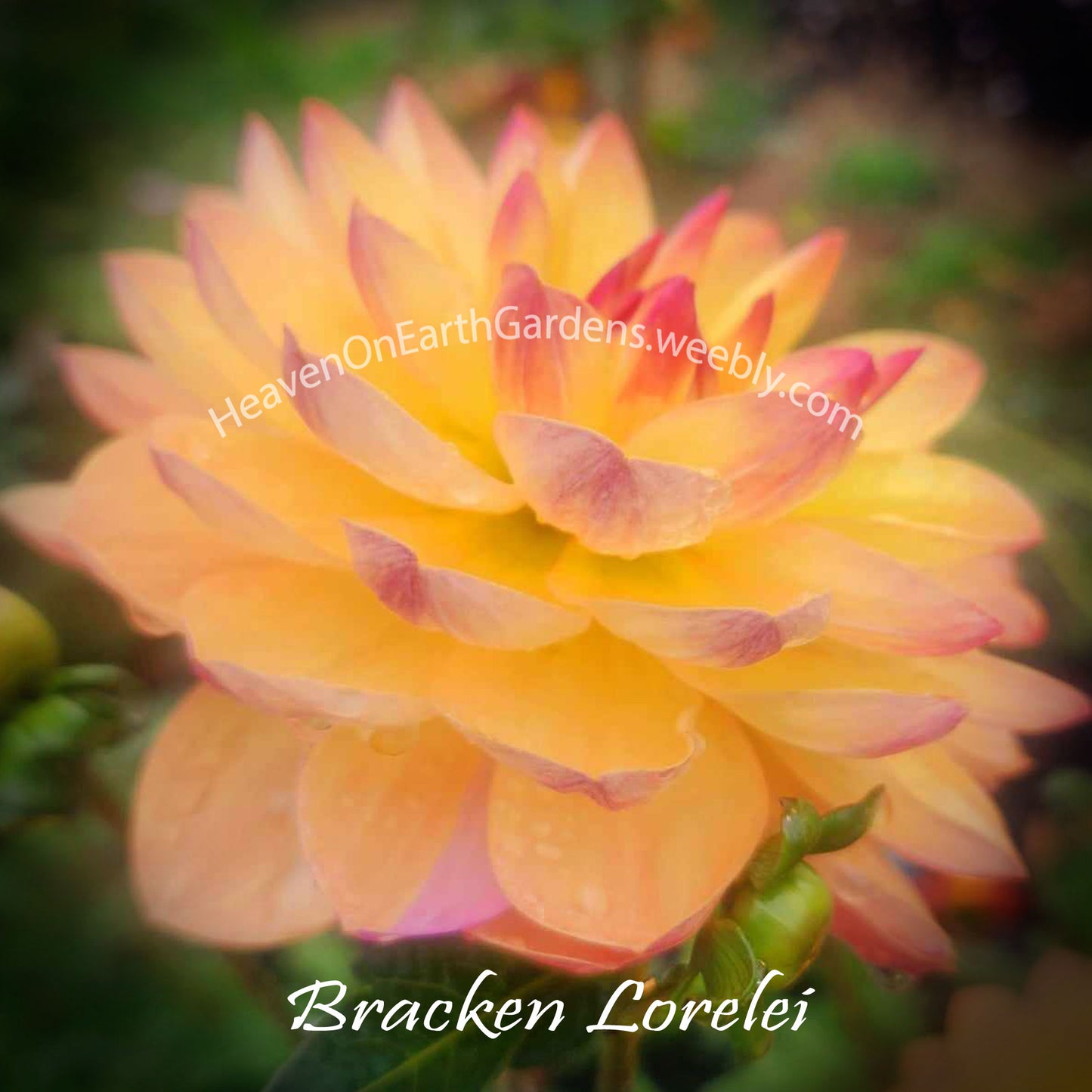 Bracken Lorelei