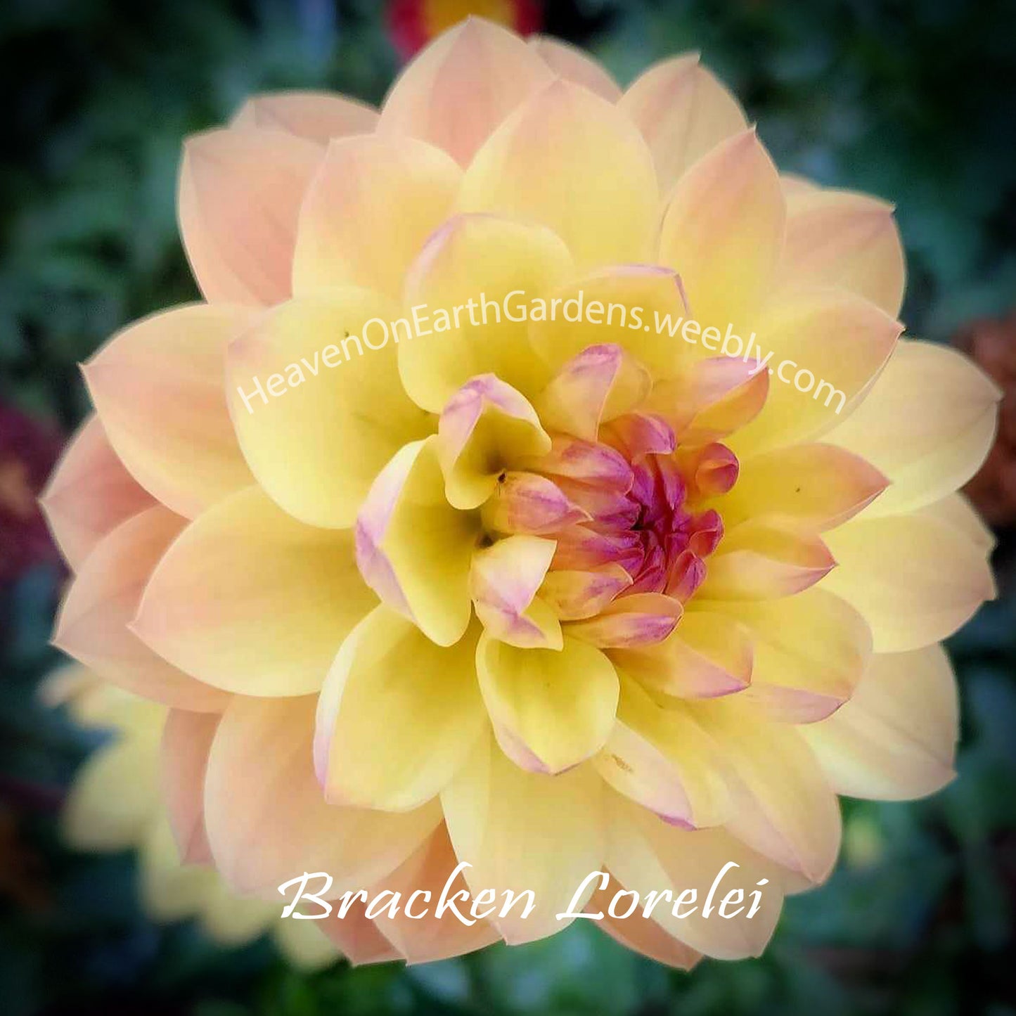 Bracken Lorelei