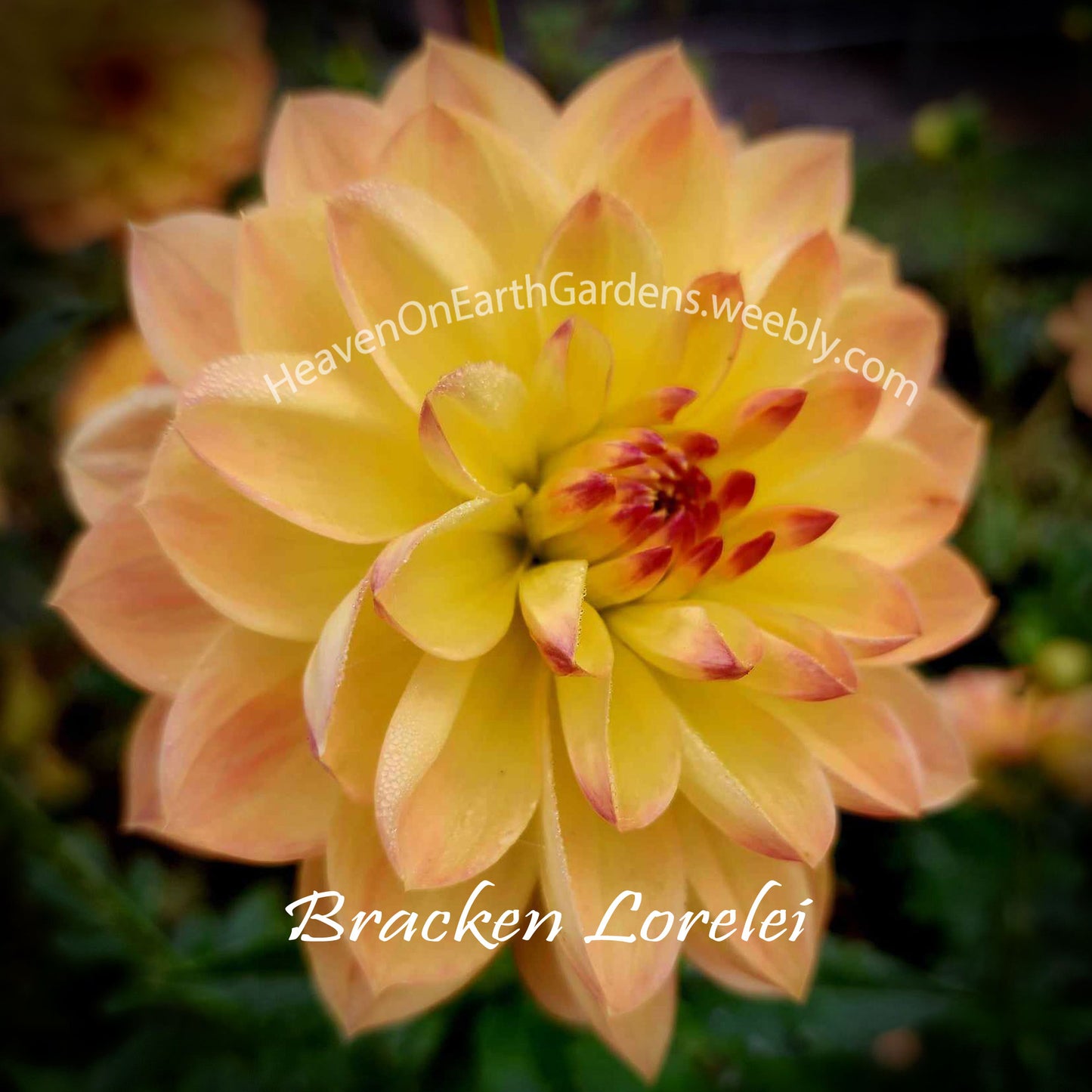 Bracken Lorelei