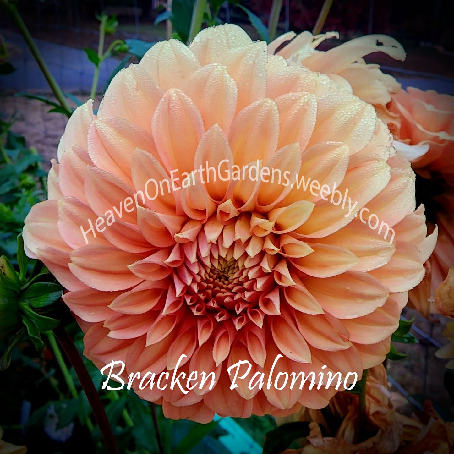 Bracken Palomino