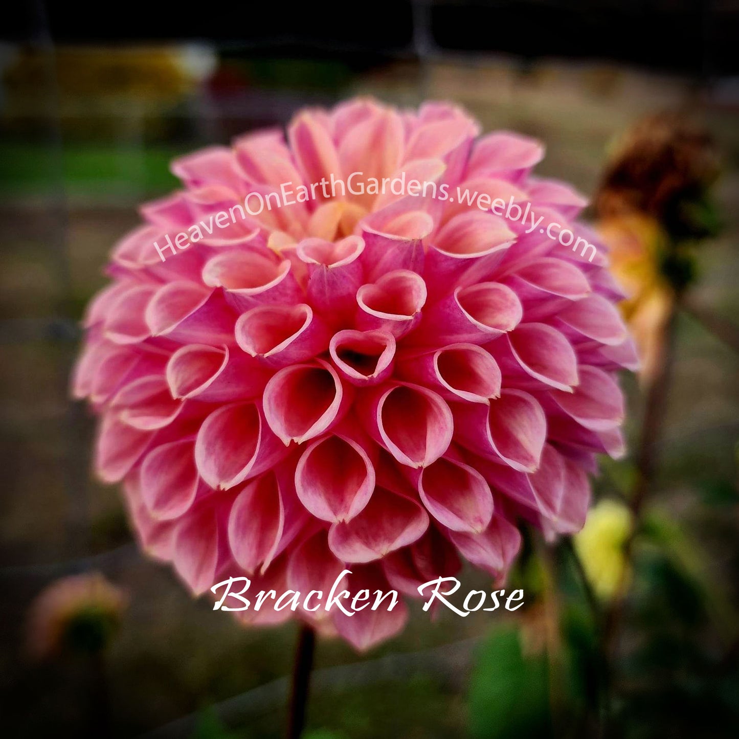 Bracken Rose