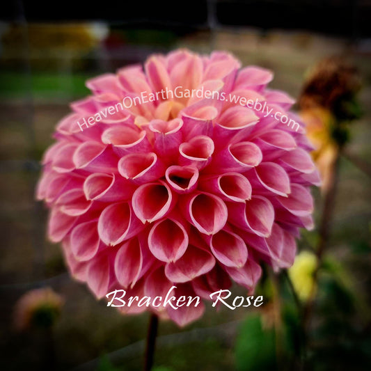 Bracken Rose