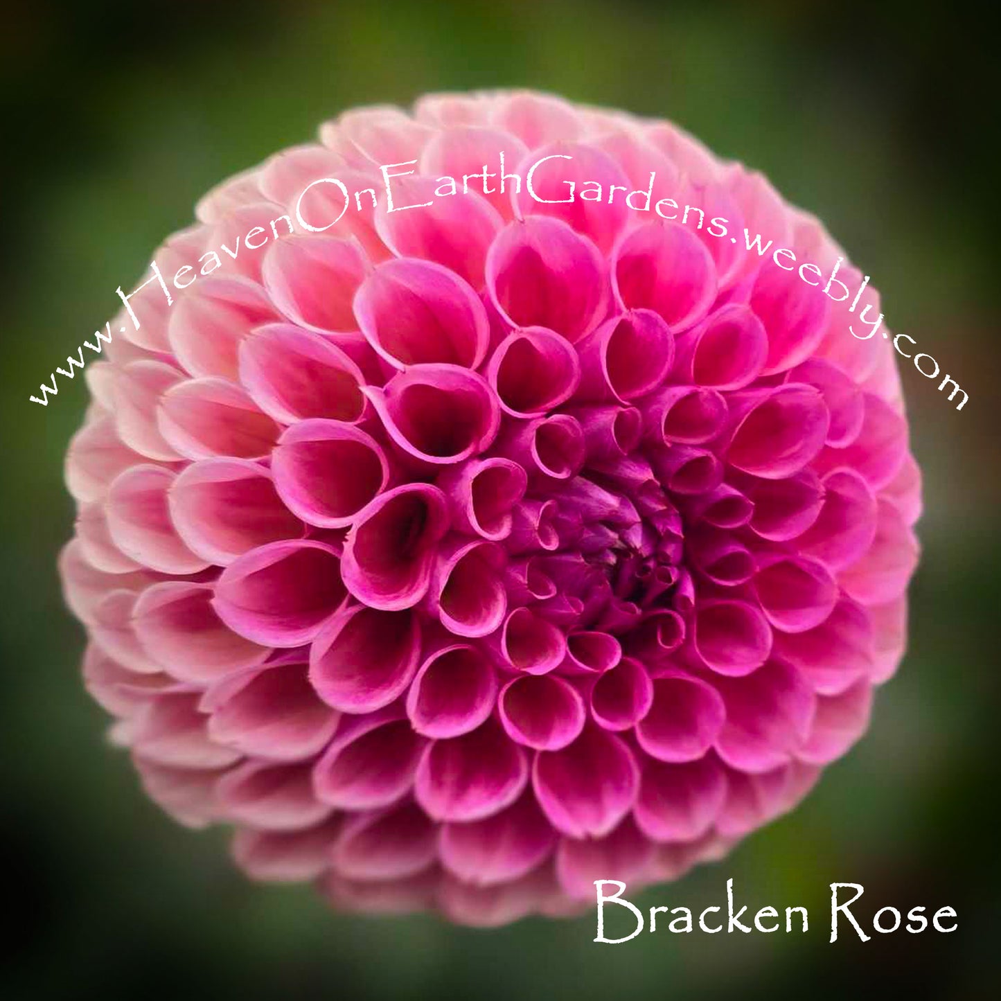 Bracken Rose