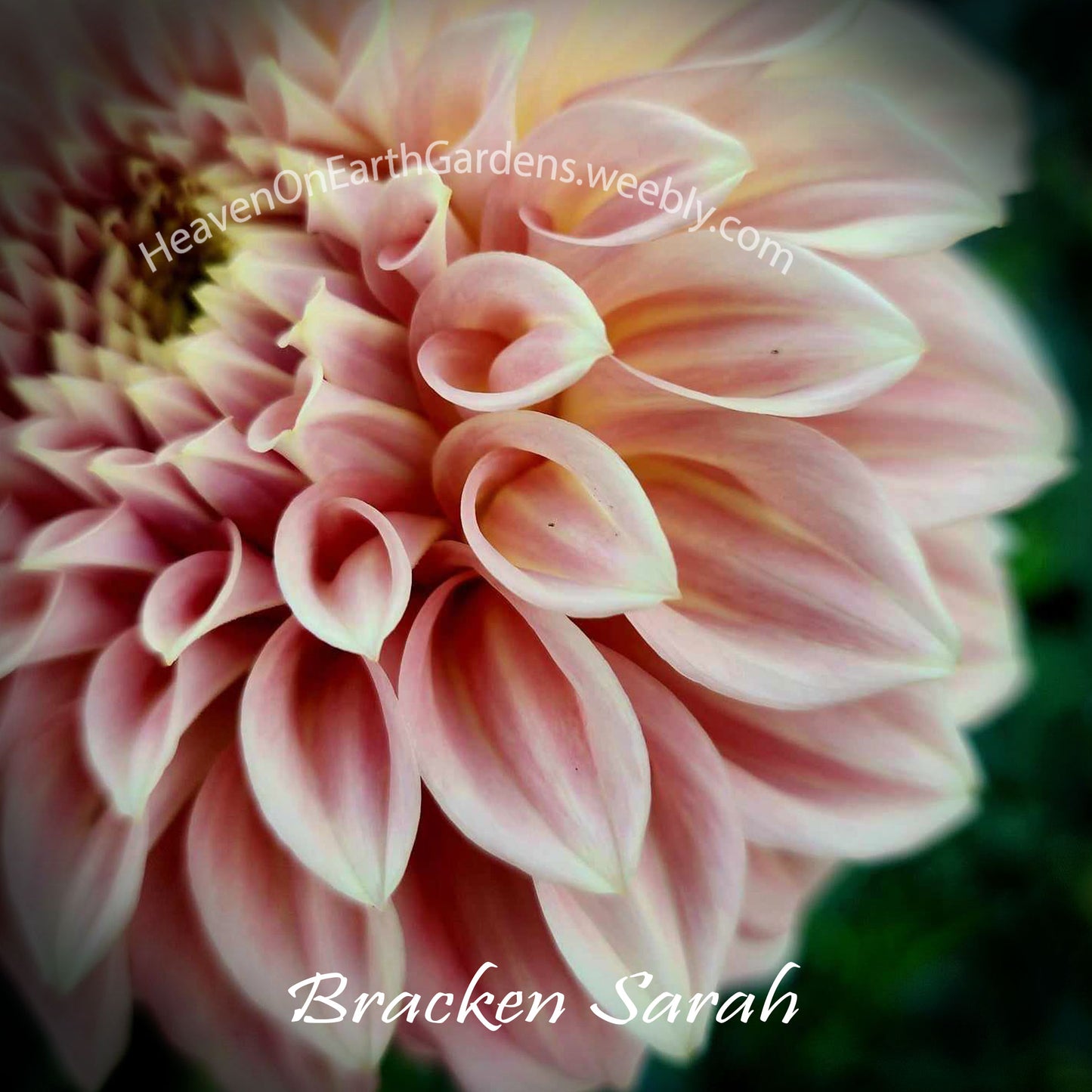 Bracken Sarah
