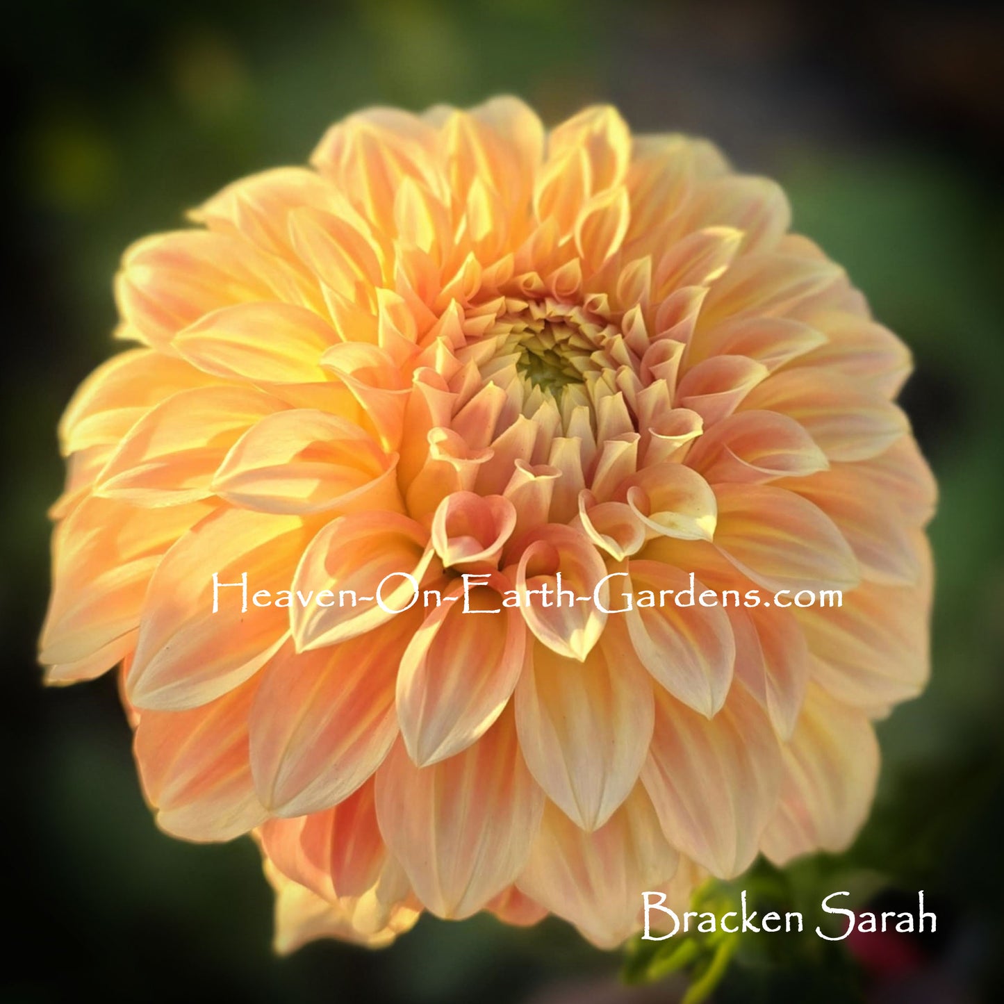 Bracken Sarah