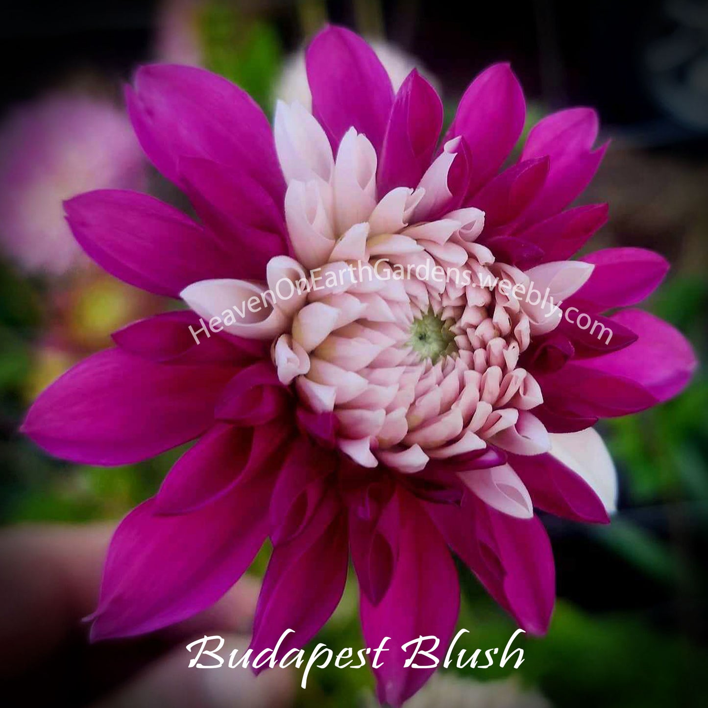 Budapest Blush
