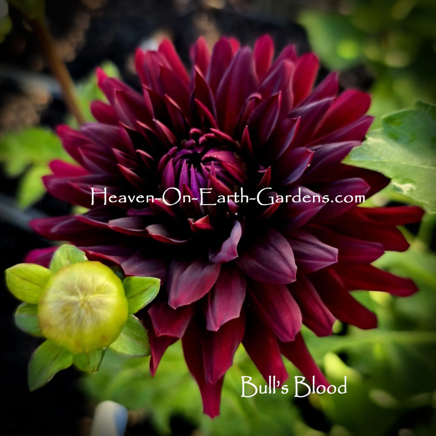 Bull's Blood
