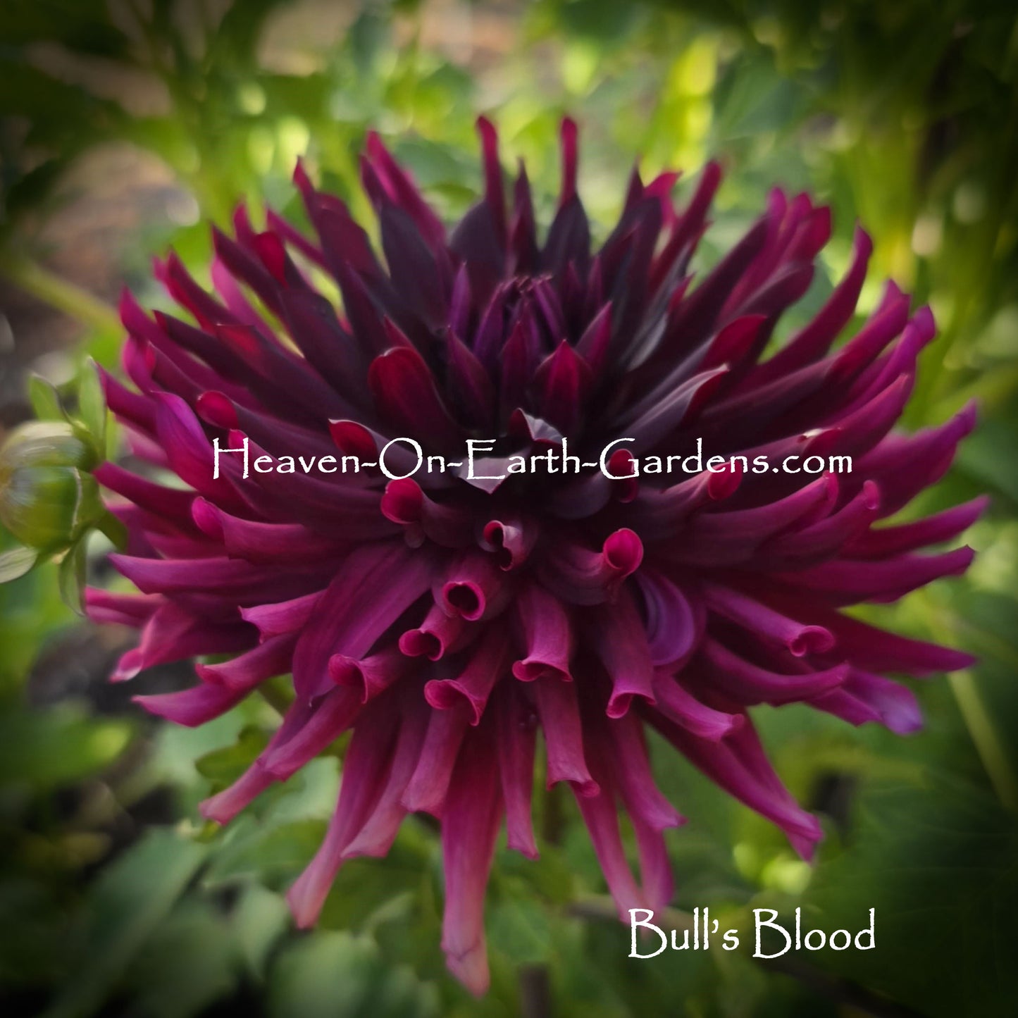 Bull's Blood