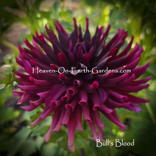 Bull's Blood
