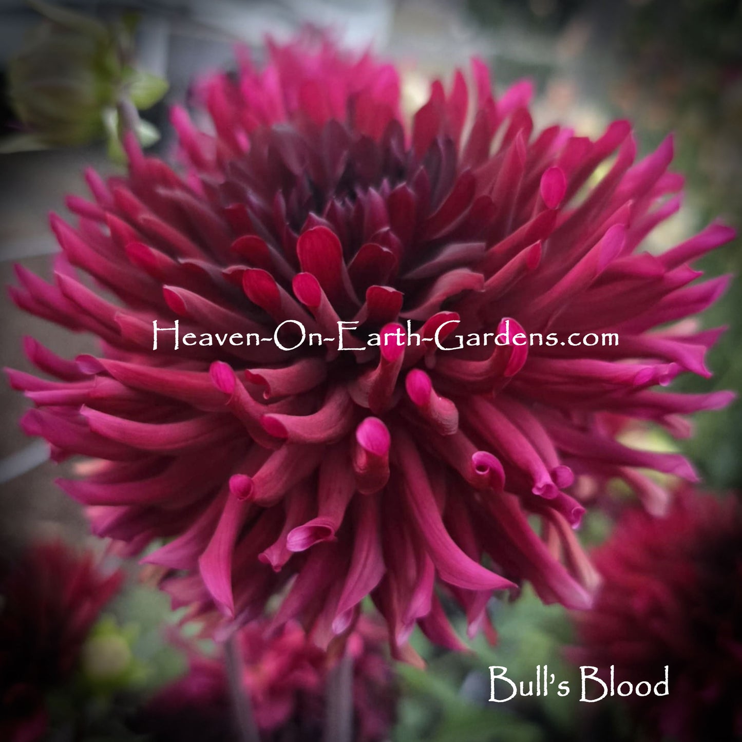Bull's Blood