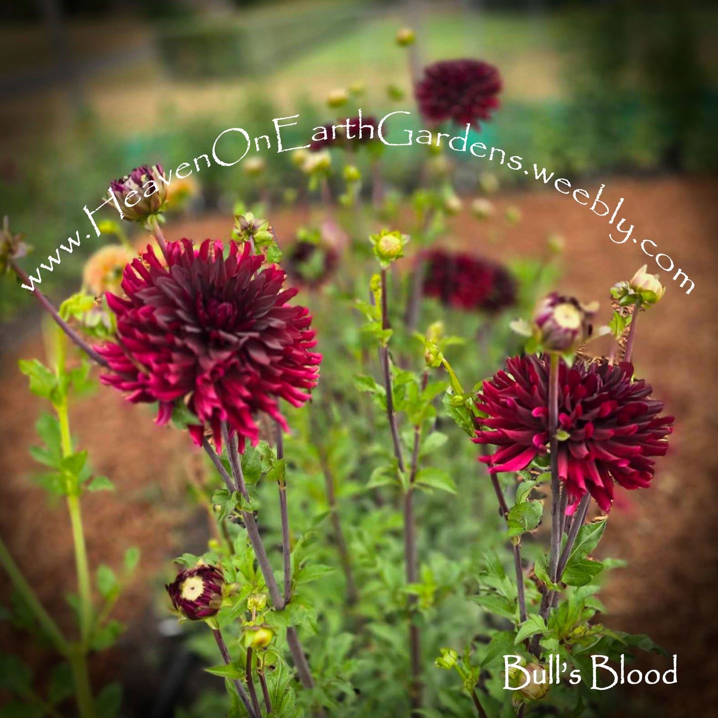 Bull's Blood
