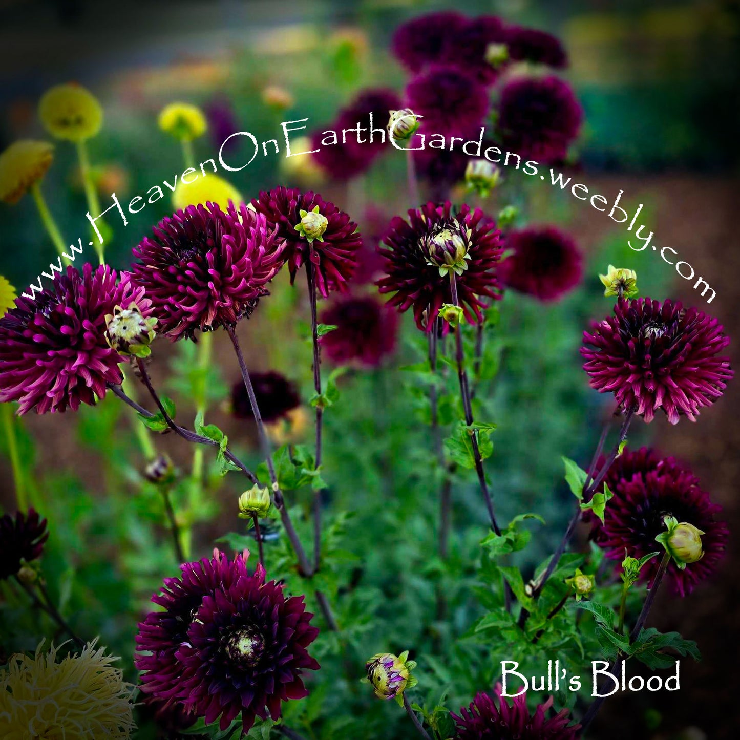 Bull's Blood