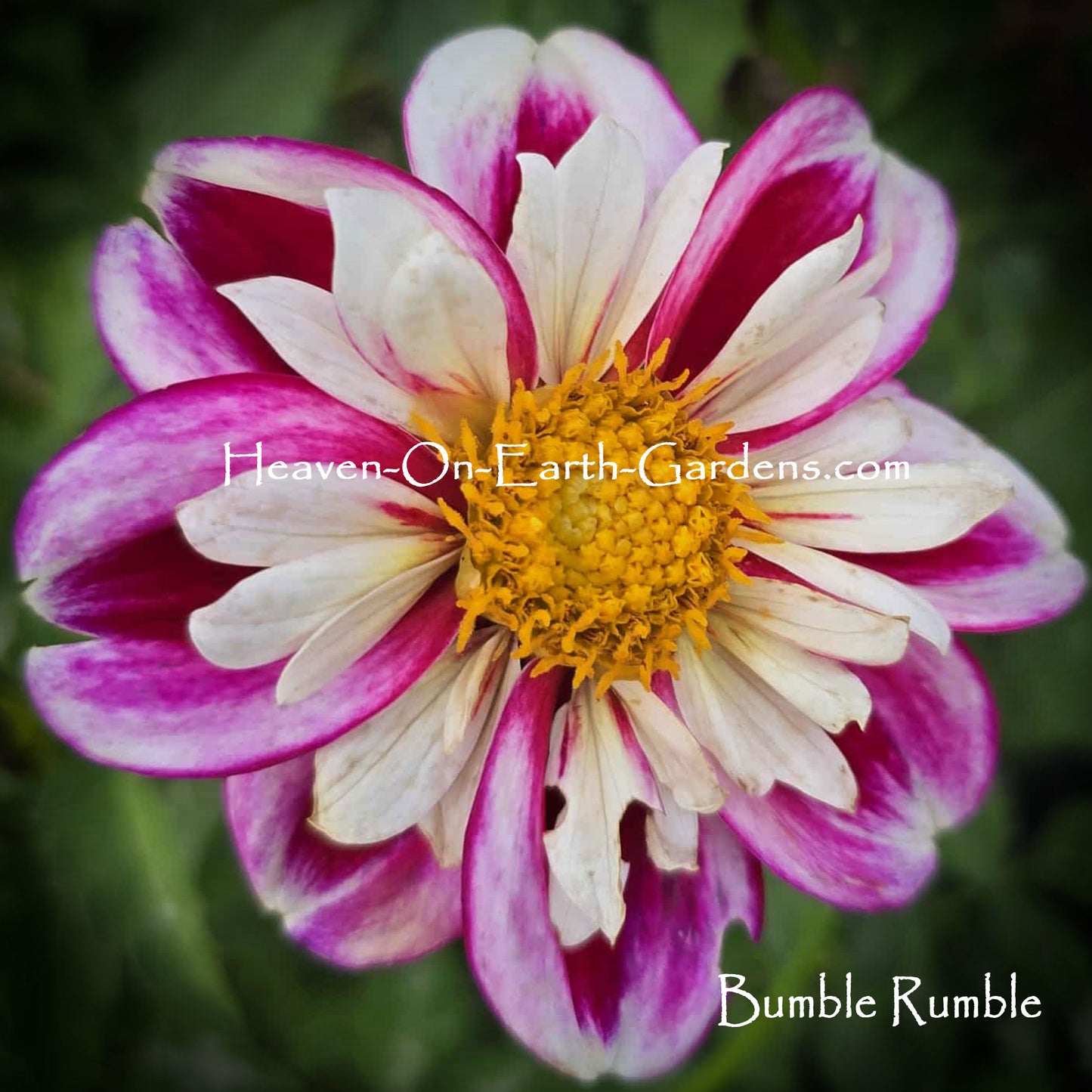 Bumble Rumble