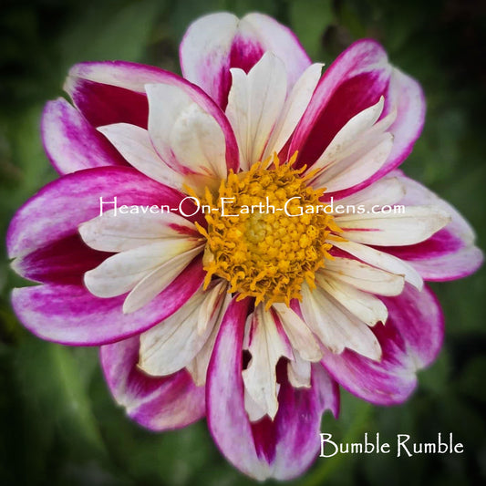 Bumble Rumble
