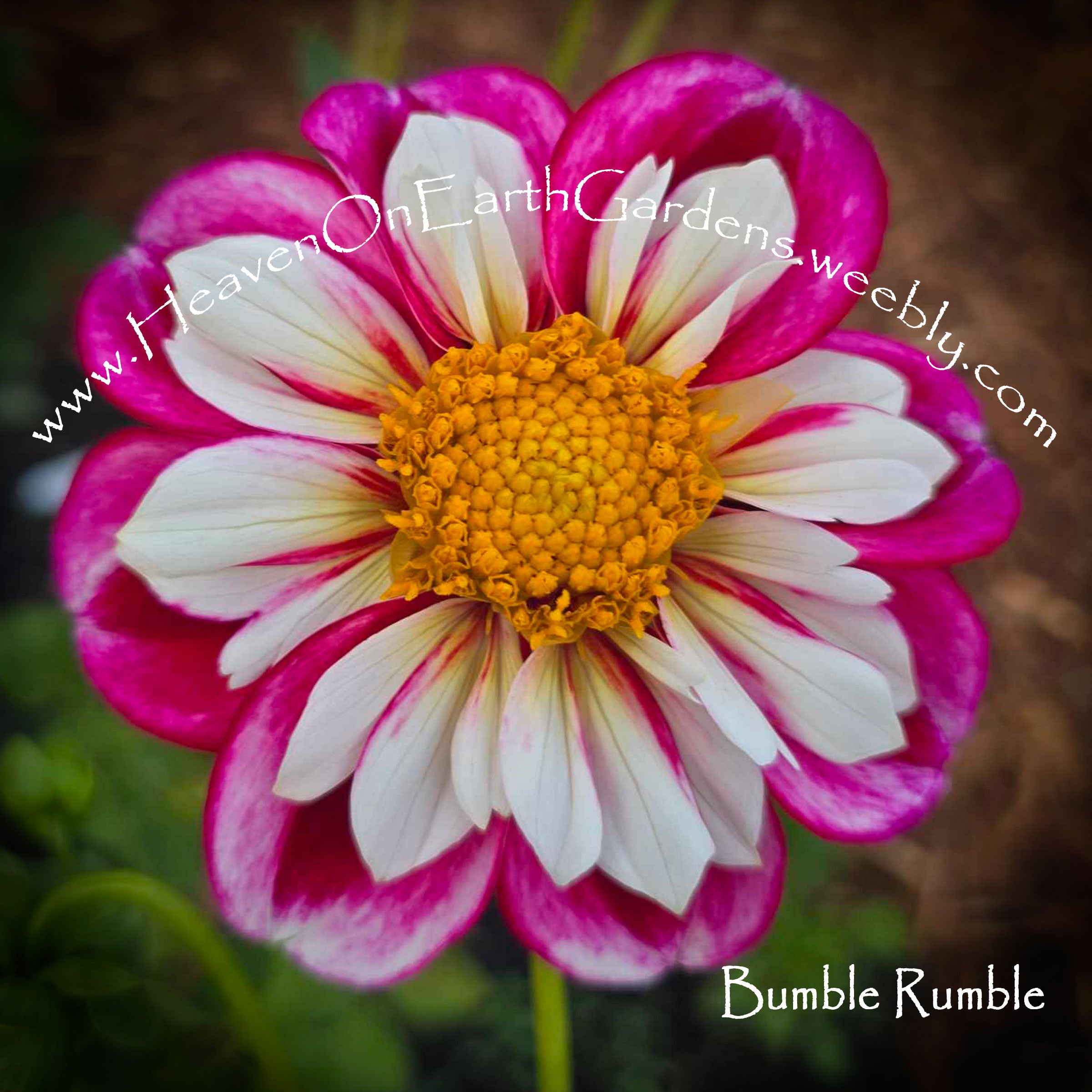 Bumble Rumble – Heaven On Earth Gardens
