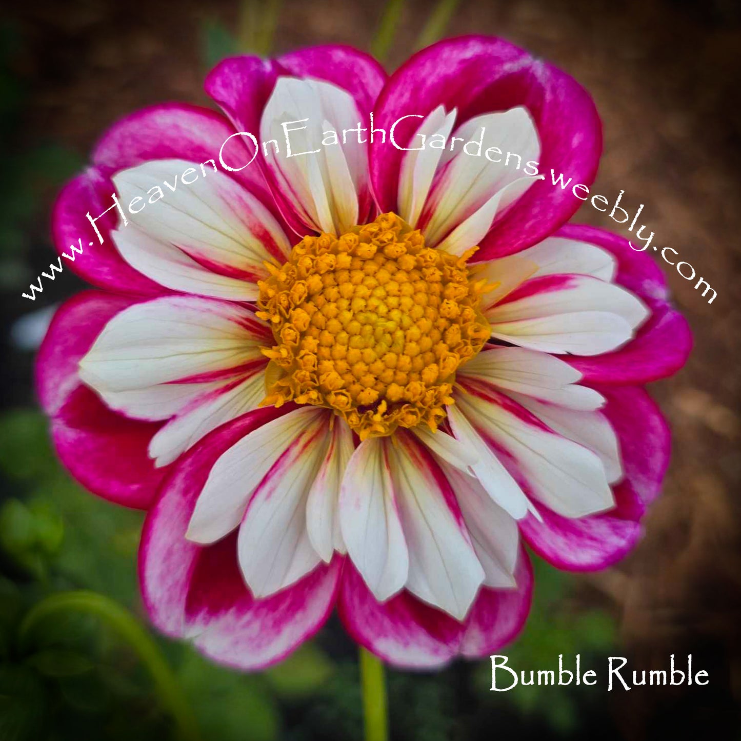 Bumble Rumble