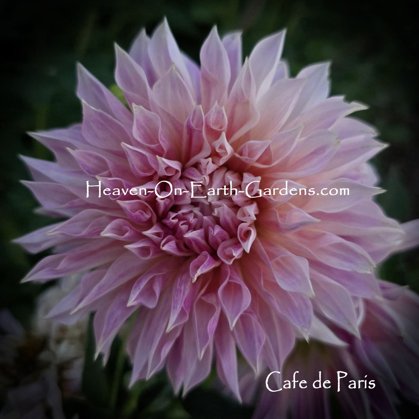 Cafe de Paris