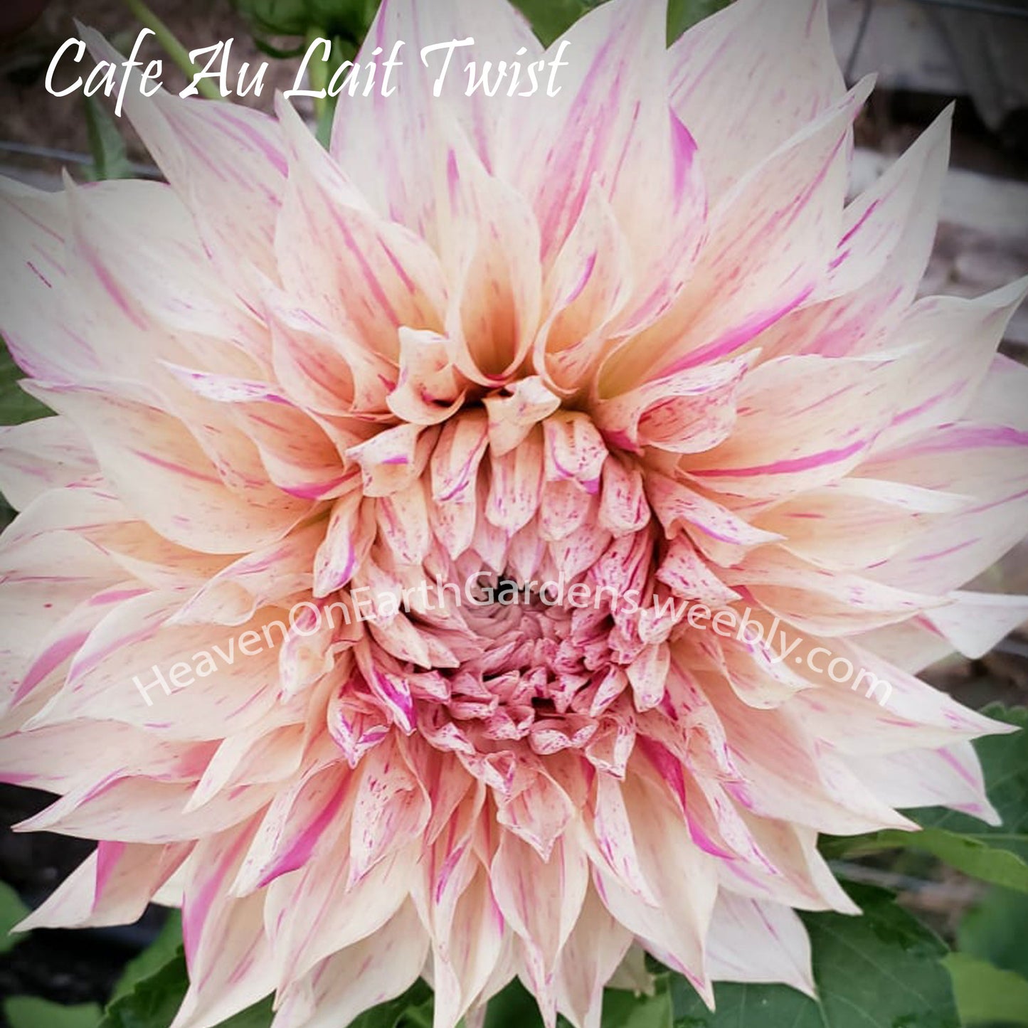 Cafe au Lait Twist