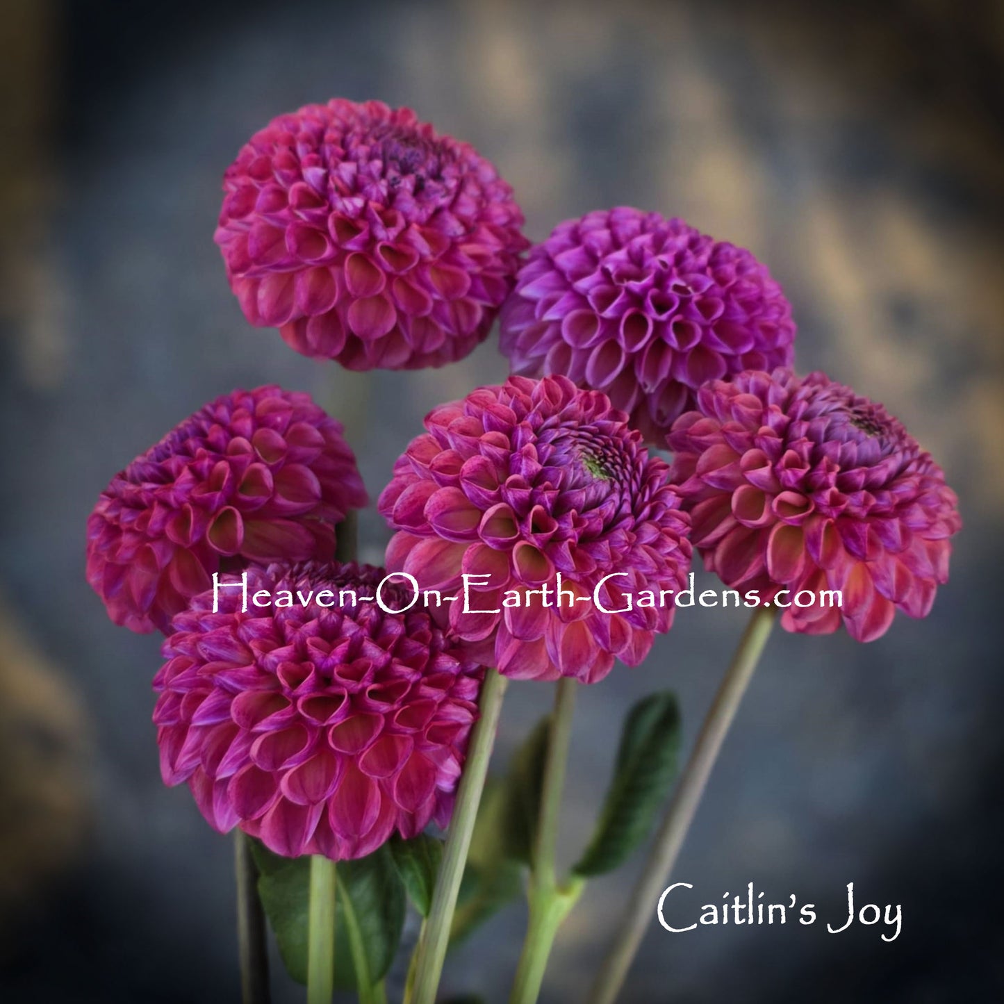 Caitlin's Joy