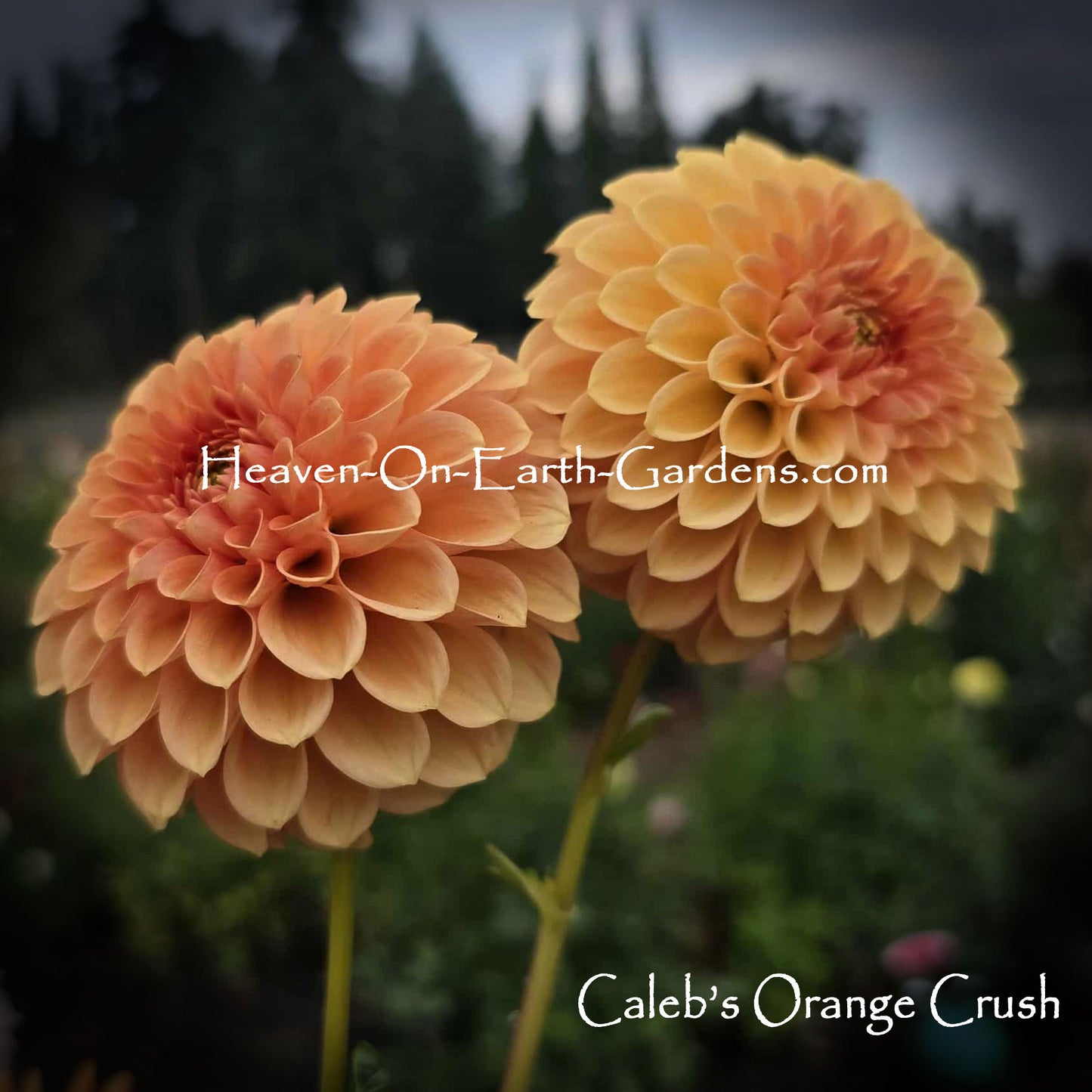 Caleb's Orange Crush