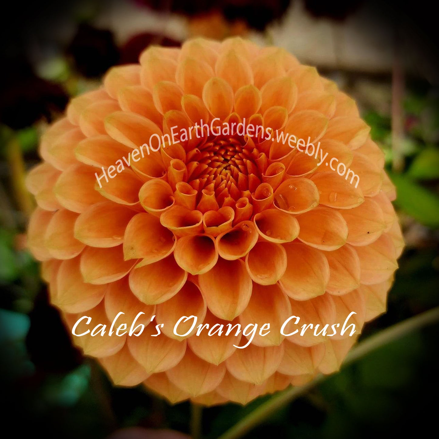 Caleb's Orange Crush