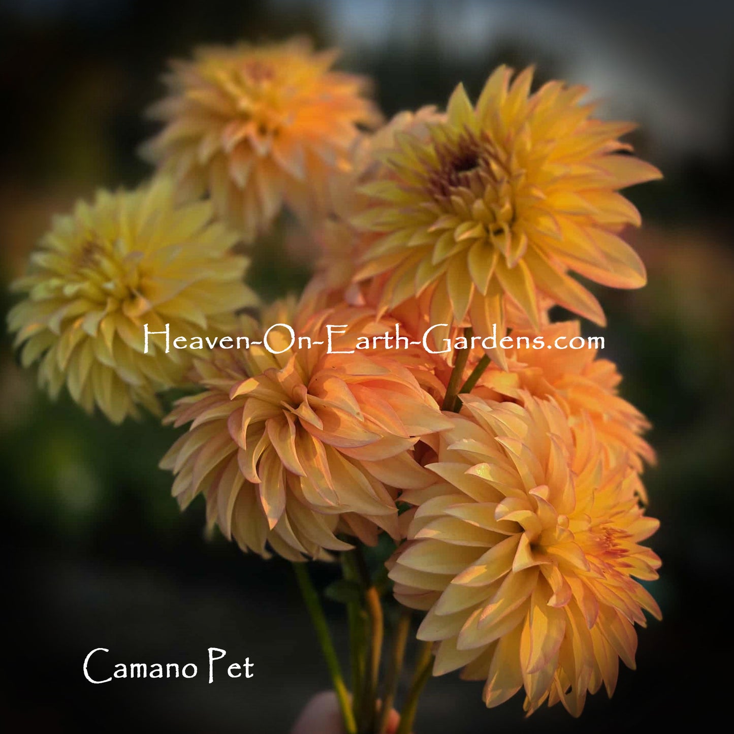 Camano Pet