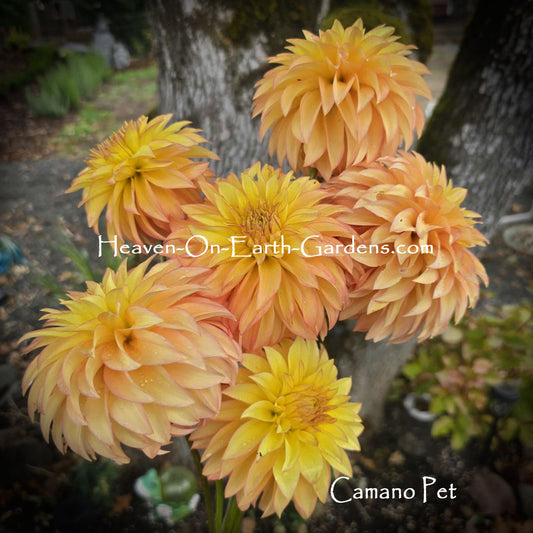 Camano Pet