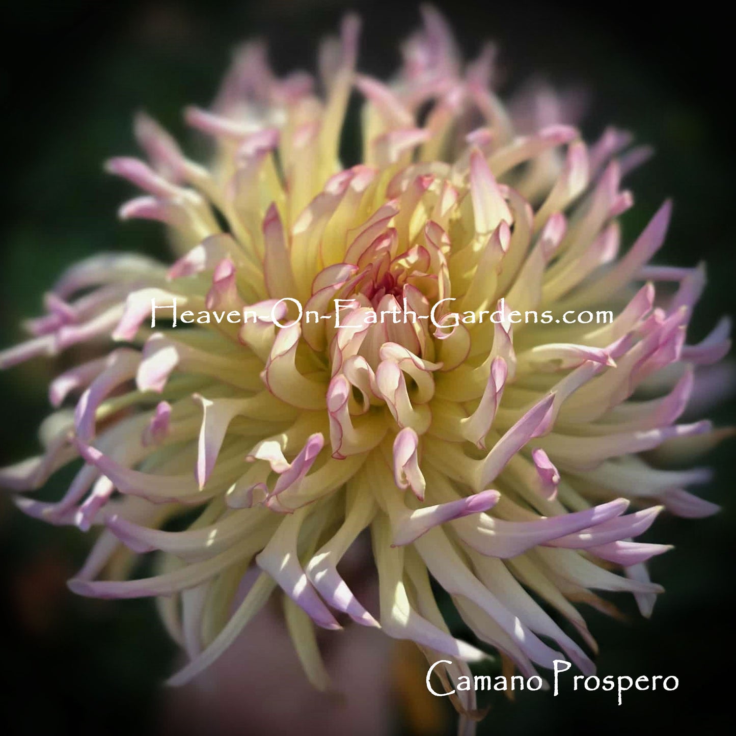 Camano Prospero