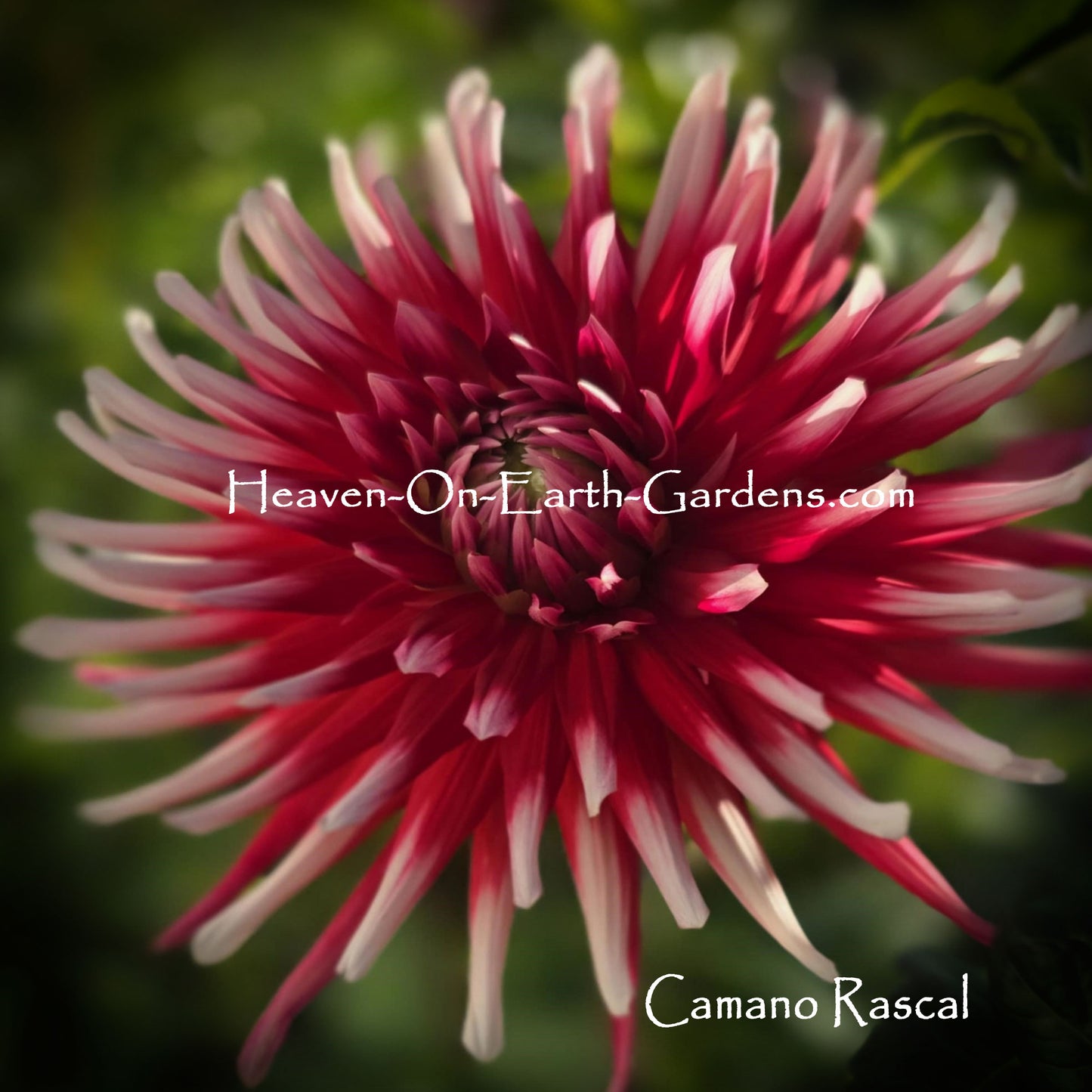 Camano Rascal