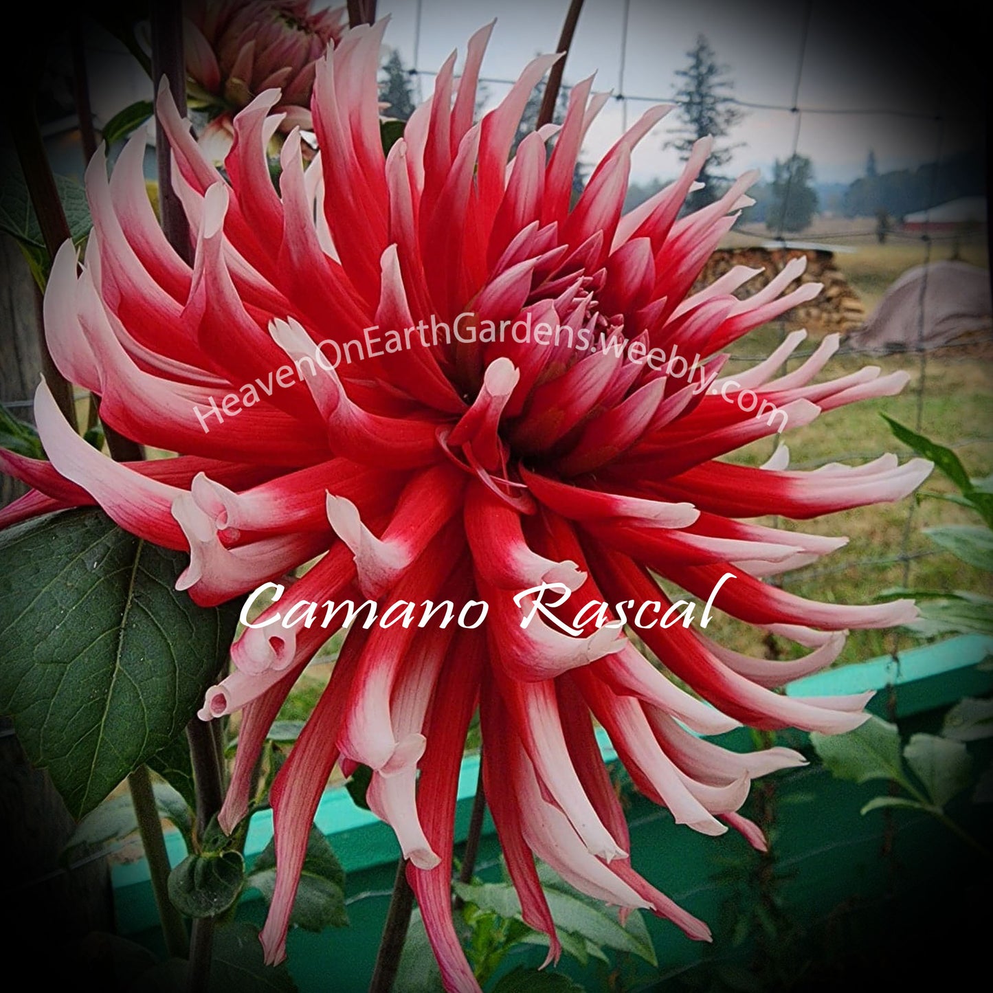 Camano Rascal