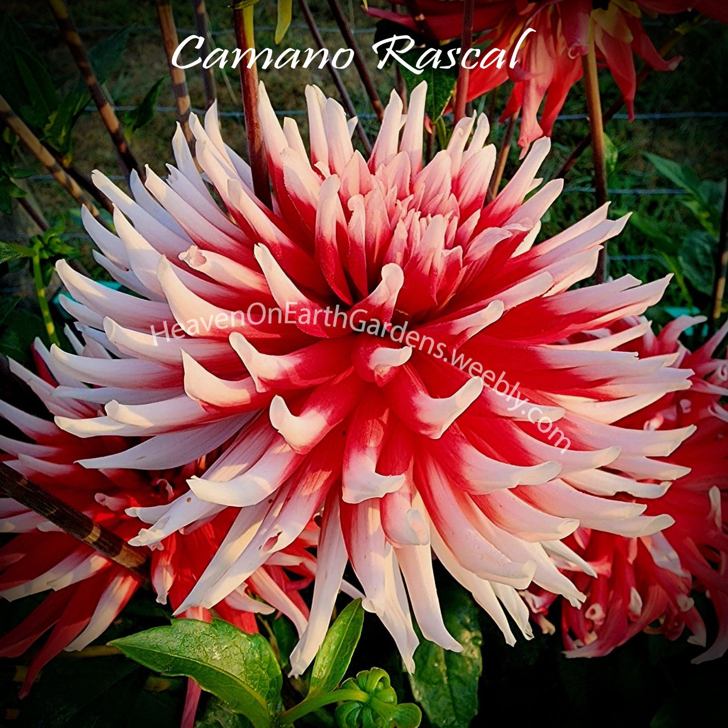 Camano Rascal