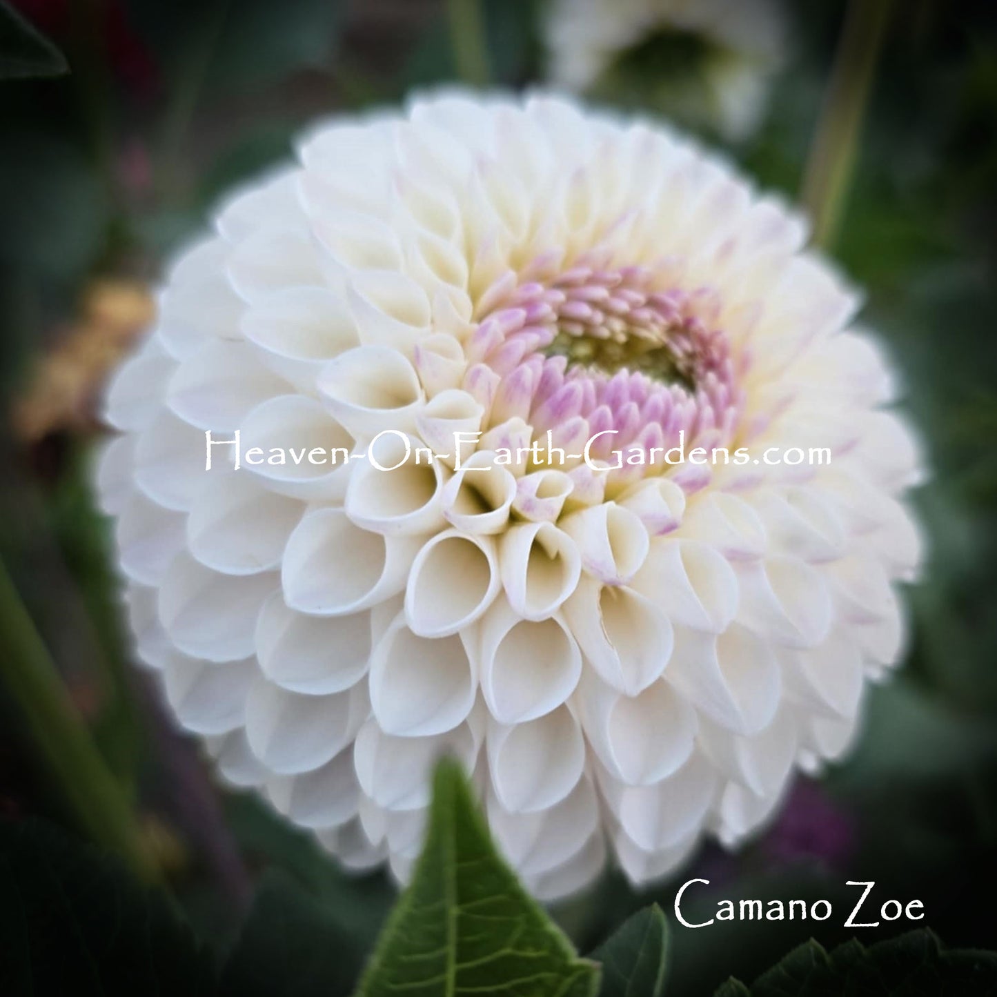 Camano Zoe