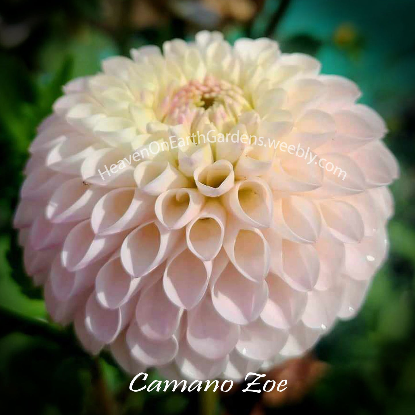 Camano Zoe