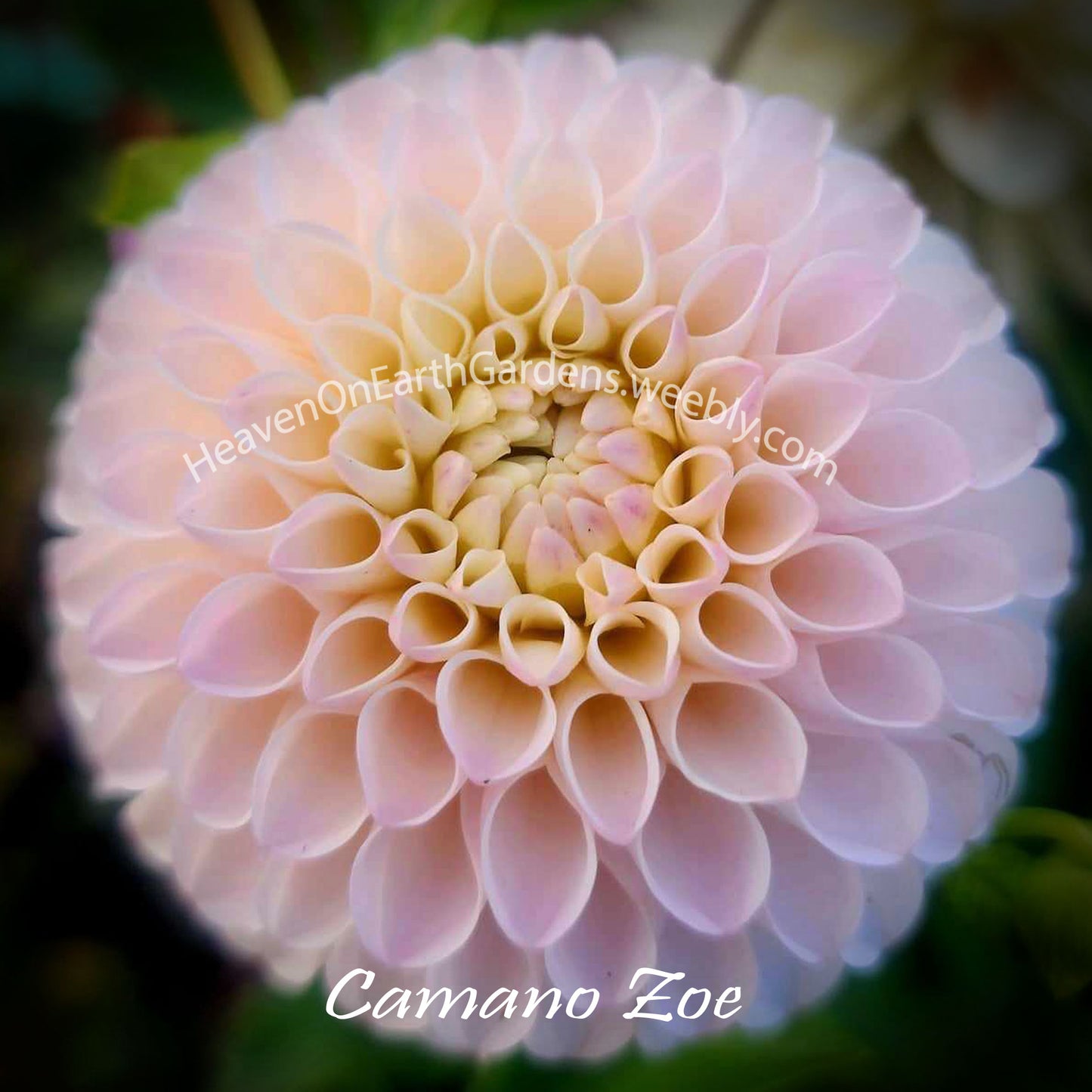 Camano Zoe