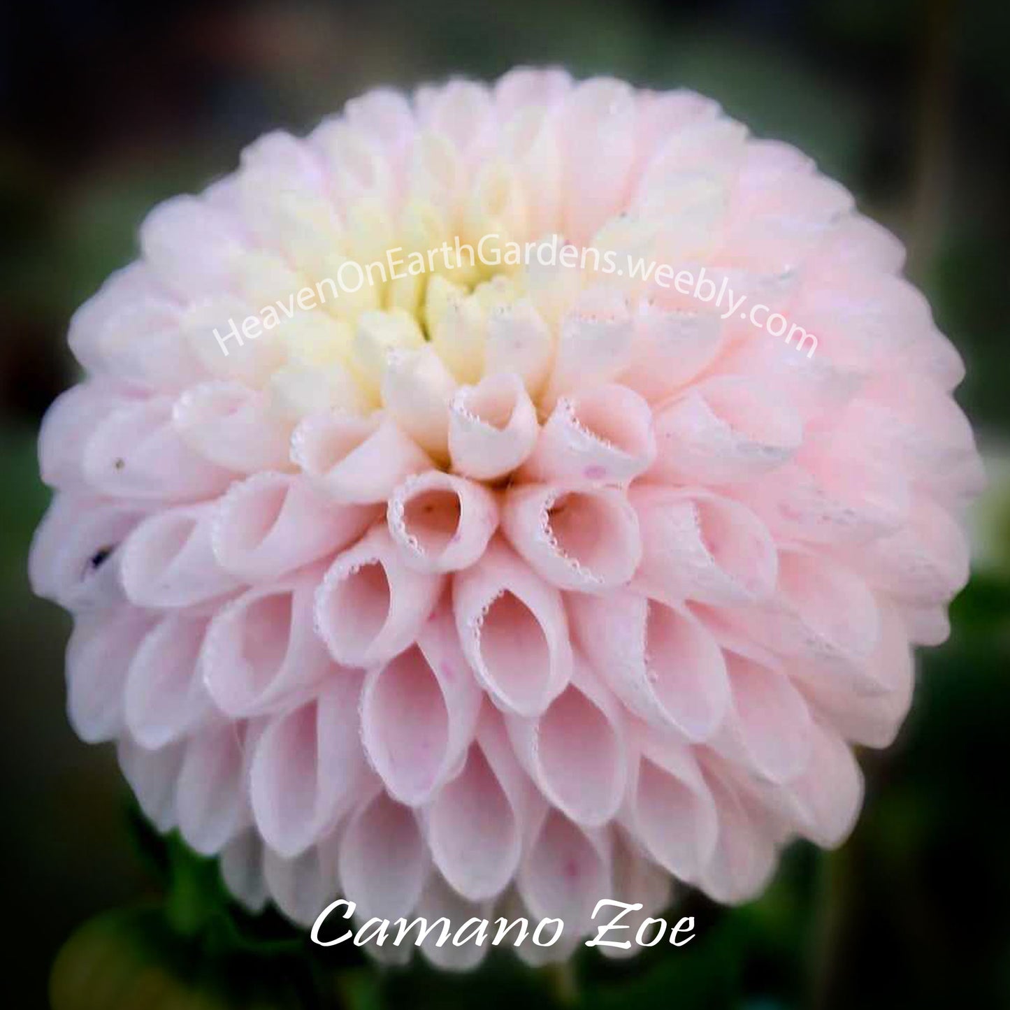 Camano Zoe
