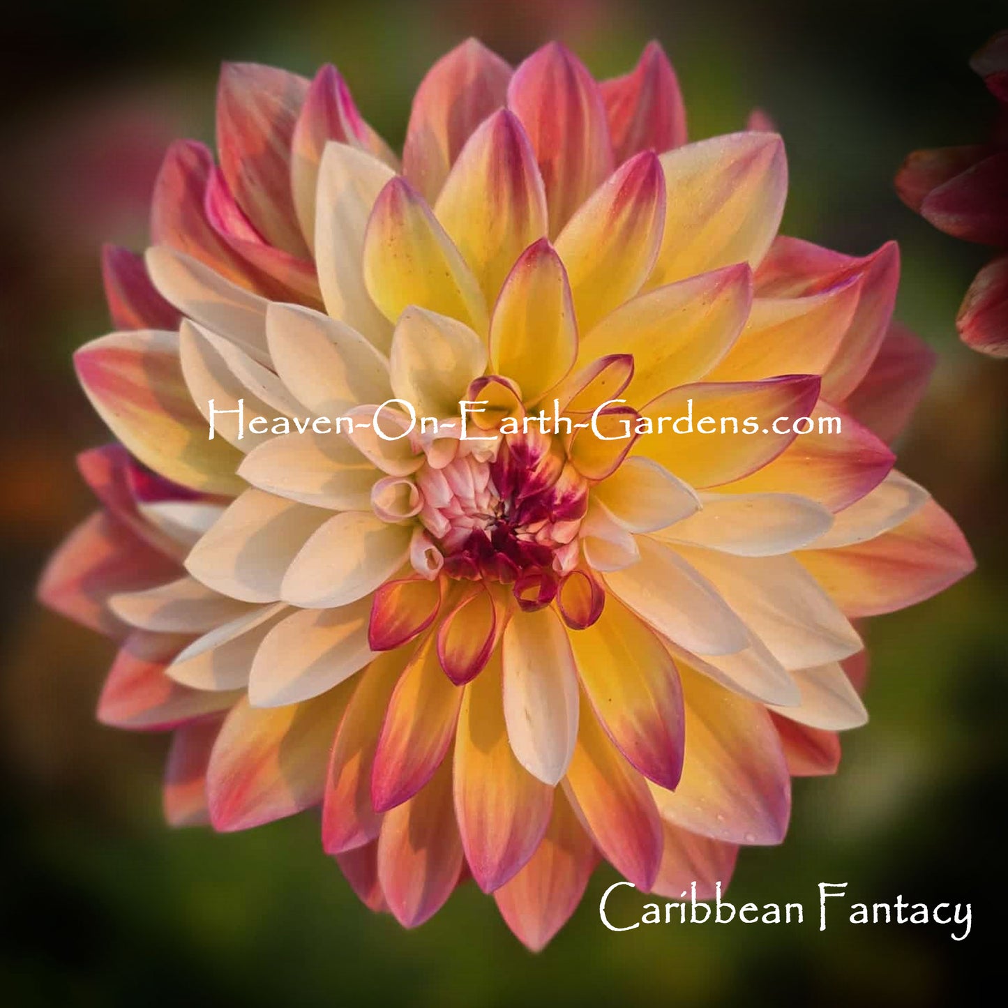 Caribbean Fantasy